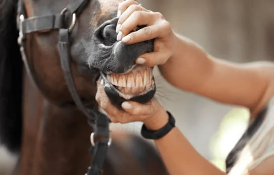 serv-3
